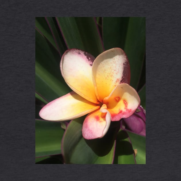 Caribbean Tropical Flower by SoCalDreamin